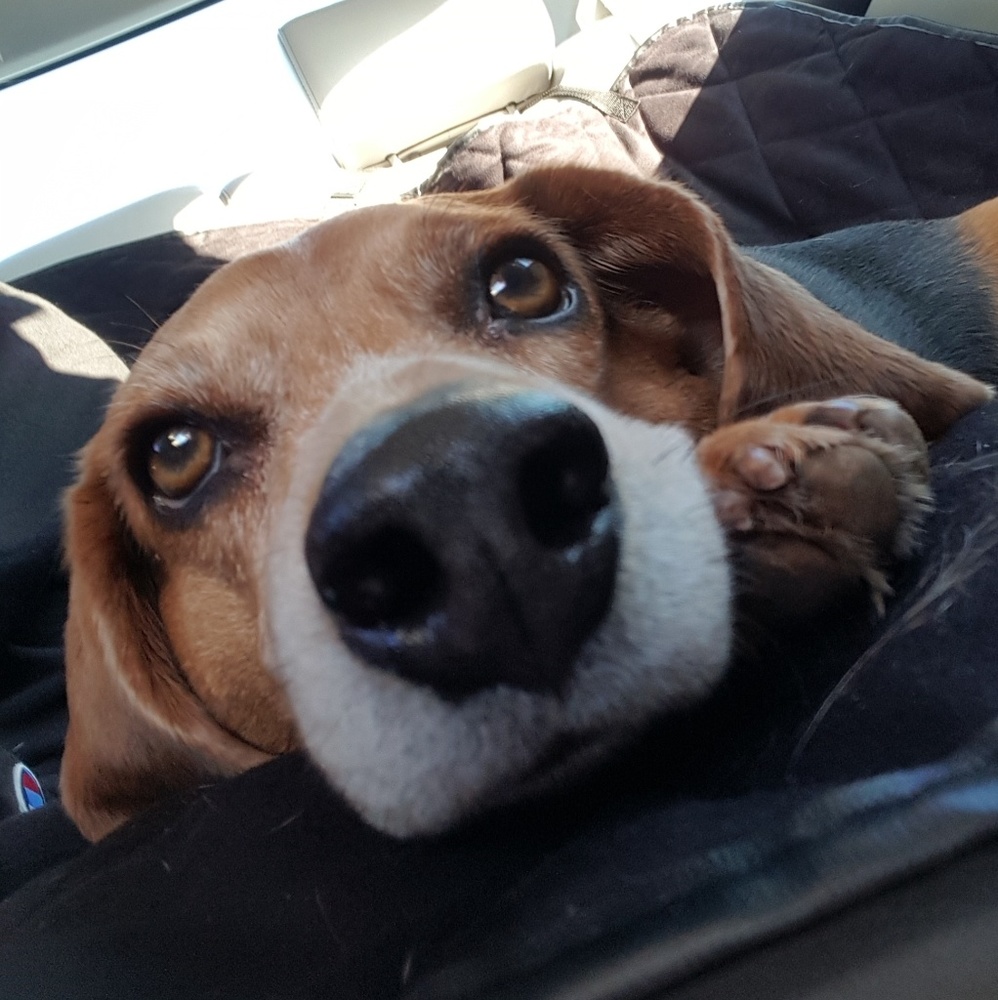 Meet your Posher, Sarmistha